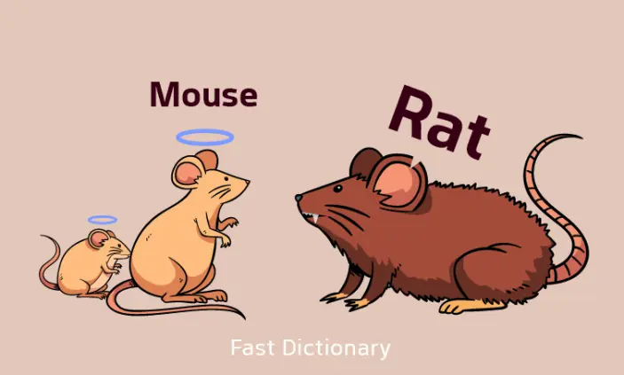 تفاوت rat و mouse چیست؟ + توضیحات و مثال